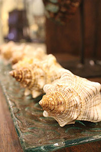 Exotic Homes shells