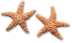 Outer Banks Starfish