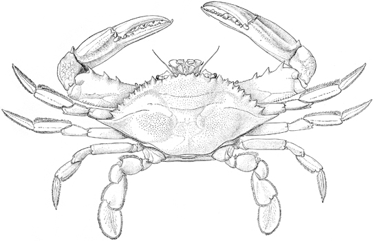 blue crab drawing