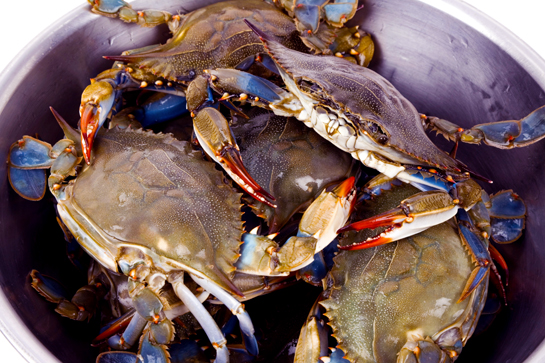 Outer Banks Blue Crabs