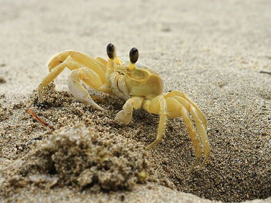 Ghost Crab on Outer Bank Beach