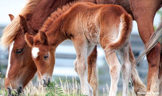 Wild Corolla Horses