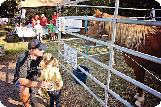 Horse at Mustang Music Festival