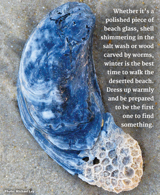 Oyster with Coral on the Outer Banks