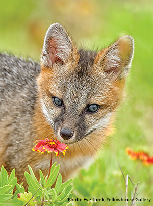 Gray Fox on Outer Banks