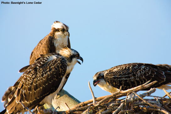 Outer Banks Ospreys