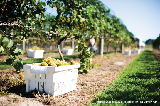 Cotton Gin Grapes