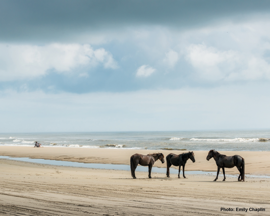 Currituck Wild Horses