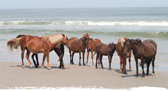 Corolla Wild Horses