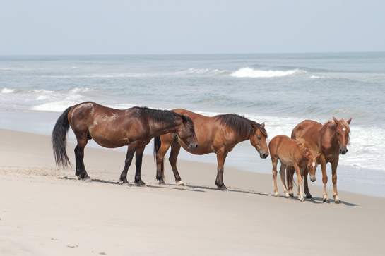 Corolla Wild Horses