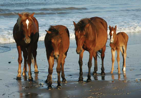 Corolla Wild Horses