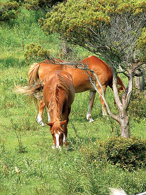 Ocracoke Island horses