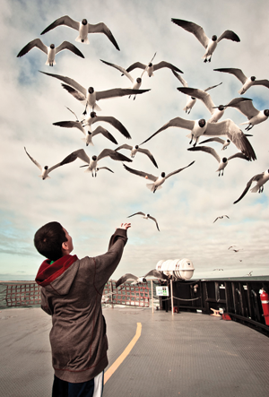 Ocracoke Island seagulls