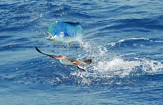 Fish jumping past Albatross Fleet