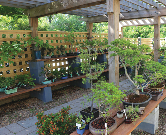 Bonsai Garden at Silver Bonsai in Manteo