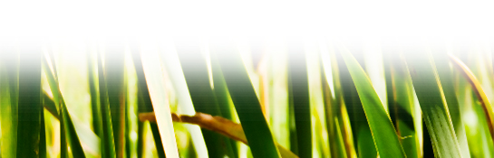 Reeds on Outer Banks