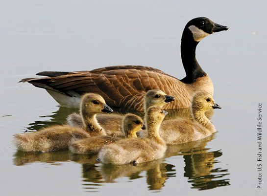 Geese on Outer Banks