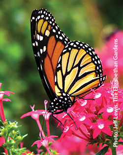 Butterfly on Outer Banks