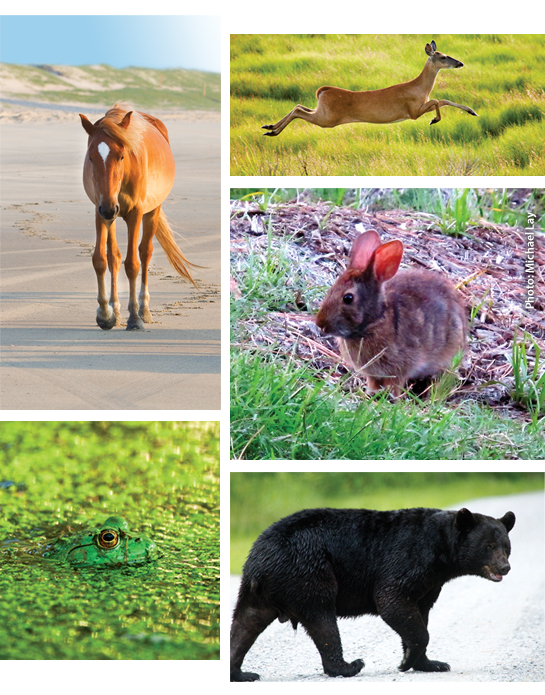 Wild animals of the Outer Banks