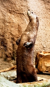 Otter at North Carolina Aquarium on Roanoke Island