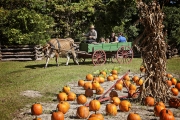 Island Farm Pumpkin Patch