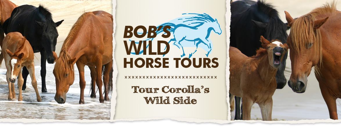 Bob's Corolla Wild Horse Tours