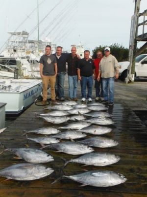 Pirate's Cove Marina, Yellowfin Tuna!