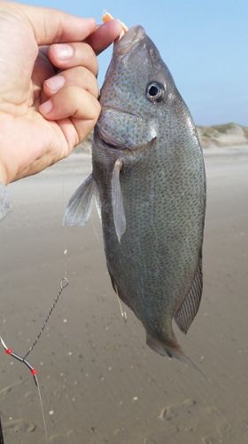 TW’s Bait & Tackle, TW's Daily Fishing Report. 5/13/15
