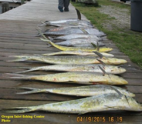 TW’s Bait & Tackle, TW's Daily Fishing Report. 4/20/15