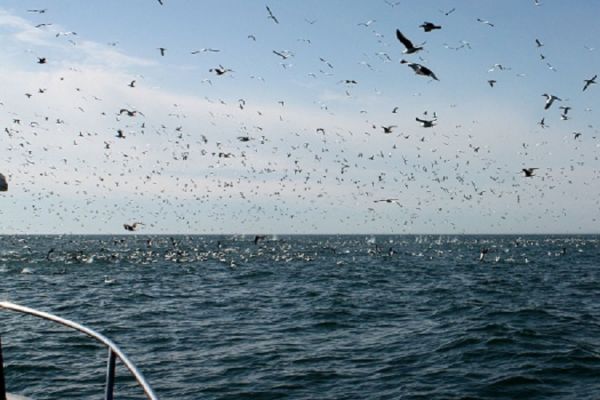 TW’s Bait & Tackle, TW's Daily fishing Report. 2/26/15