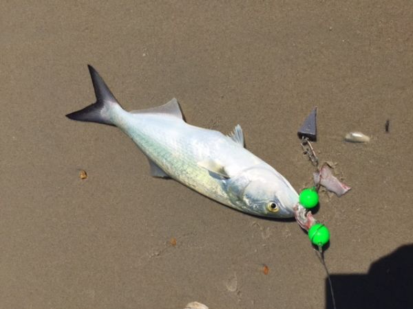 TW’s Bait & Tackle, TW's Daily Fishing Report. 9/14/15