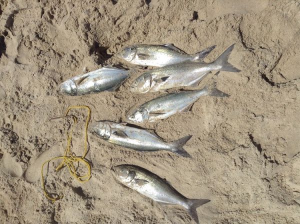 TW’s Bait & Tackle, TW's Daily Fishing Report. 12/14/15