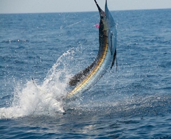 TW’s Bait & Tackle, TW's daily fishing Report. 2/5/15