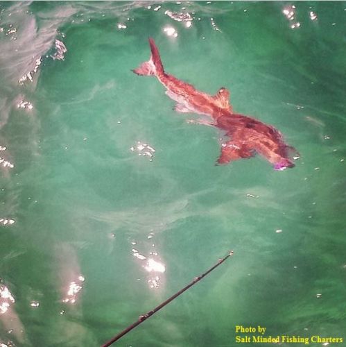 TW’s Bait & Tackle, TW's Daily Fishing Report. 8/6/15