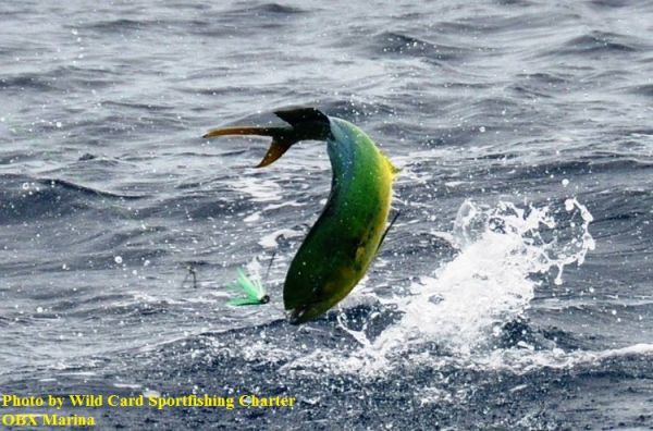 TW’s Bait & Tackle, TW's Daily Fishing Report. 7/12/15