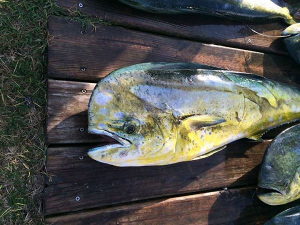 TW’s Bait & Tackle, TW's Daily Fishing Report. 10/11/15