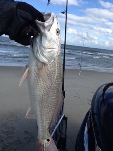 TW’s Bait & Tackle, TW's Daily fishing Report. 2/28/15