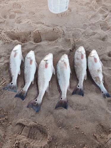 TW’s Bait & Tackle, TW's Daily Fishing Report. 3/2/15