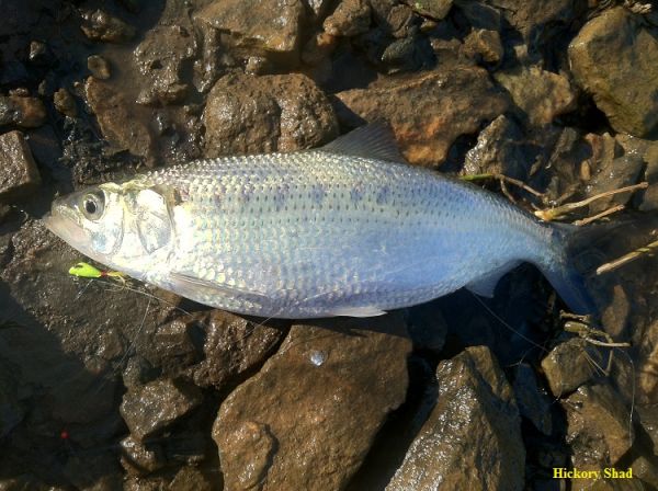 TW’s Bait & Tackle, TW's Daily fishing Report. 4/1/15