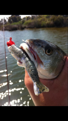 TW’s Bait & Tackle, TW's Daily Fishing Report- 03/18/2015