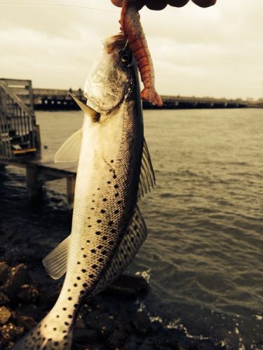 TW’s Bait & Tackle, TW's Daily Fishing Report. 2/23/15