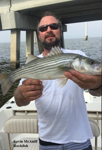 TW’s Bait & Tackle, TW's Daily Fishing Report. 11/8/15
