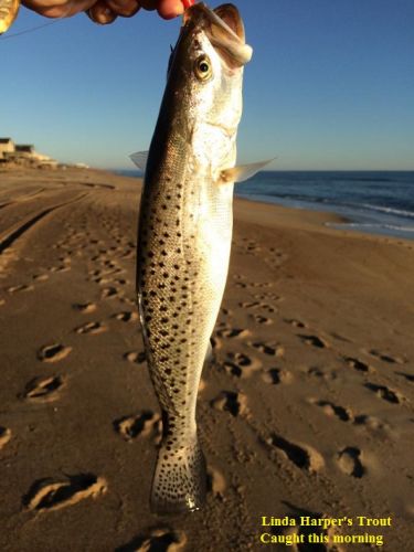 TW’s Bait & Tackle, TW's Daily Fishing Report. 10/21/15