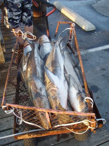TW’s Bait & Tackle, TW's Daily Fishing Report. 4/17/15
