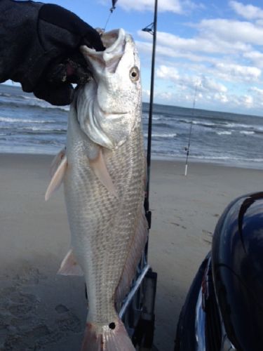 TW’s Bait & Tackle, TW's Daily Fishing Report. 11/10/15