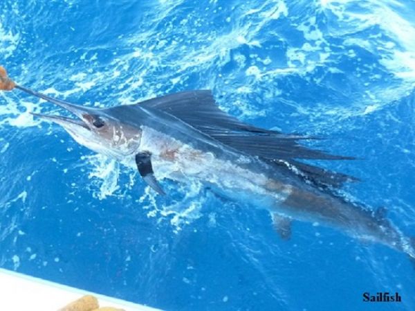 TW’s Bait & Tackle, TW's Daily Fishing Report. 9/15/15