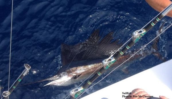 TW’s Bait & Tackle, TW's Daily fishing Report. 2/14/15