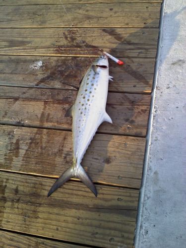TW’s Bait & Tackle, TW's Daily fishing Report. 8/25/15