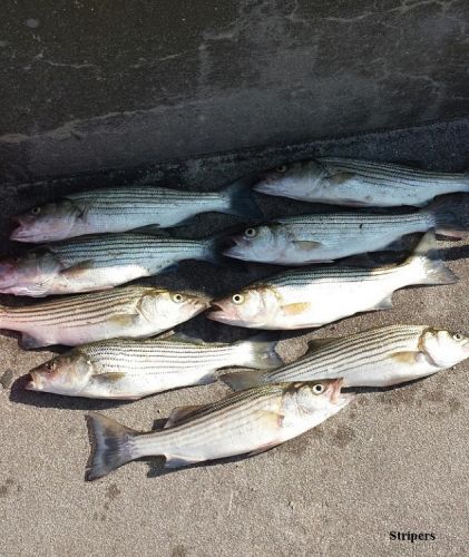 TW’s Bait & Tackle, TW's Daily Fishing Report. 4/16/15