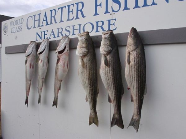 TW’s Bait & Tackle, TW's Daily Fishing Report. 12/11/15